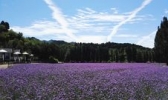 北京紫海香堤香草艺术庄园