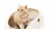 猫砂属于哪一类垃圾 猫砂是什么垃圾