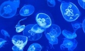 上海海洋水族馆