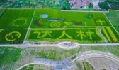 达人村
