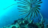 亚龙湾爱琴海潜水度假村