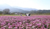那里花开
