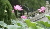东湖磨山樱花园
