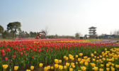 杭州湾海上花田景区