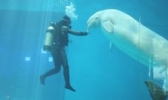 深圳小梅沙海洋世界(深圳海洋世界)
