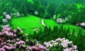 华顶国家森林公园