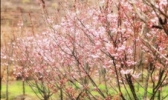 明月山花海原居樱花谷