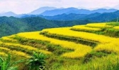 大埔县坪山梯田旅游区