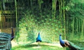 日照竹洞天
