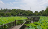 红杉邨景区