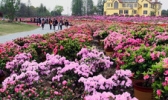 碧云花海农场