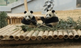 大连森林动物园