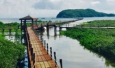 海陵岛红树林国家湿地公园