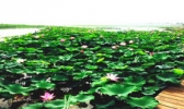 云水湾湿地公园