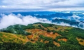 绿野仙踪森林花海
