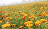 枫林花海