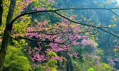 唐家河风景区