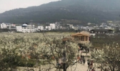 苍溪梨博园