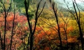 金顶山