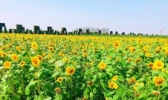 龙寿洋万亩田野公园