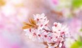 常宁百万樱花园