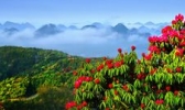 贵州百里杜鹃风景区