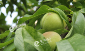 大暑农事活动：果树管理
