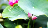 圆明园又现并蒂莲 什么是并蒂莲？并蒂莲象征什么？