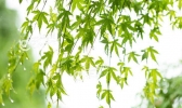 有关雨水节气的诗 描写雨水节气的古诗词集锦