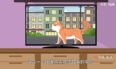 忠犬八公是什么狗 忠犬八公指的是什么犬