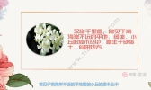 九里香的养殖方法 九里香怎么养
