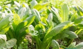 雨水农事活动：蔬菜管理