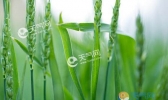 雨水农事活动：田间管理