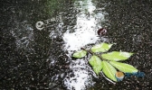 回南天与梅雨天区别 梅雨天和回南天哪个严重