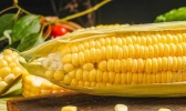 玉米属于什么类 玉米所属类别是什么