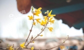 春天开的花有哪些 开在春天里的花朵盘点