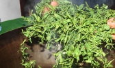 苏州有哪些名茶 苏州茶叶
