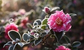 冬天会开什么花 冬天有哪些花开放