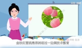 金秋红蜜桃产地哪里  金秋红蜜桃的产地在什么地方