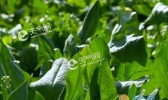 北方冬天可以种什么菜 北方耐寒越冬蔬菜有哪些