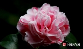 万绿丛中秀靥留 广西南宁山茶花惊艳绽放