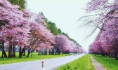 北海道的樱花几月开 2019北海道樱花花期