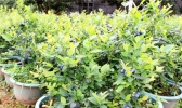 如何在家种蓝莓 在家里种蓝莓的7个技巧