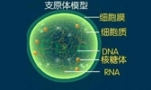 肺炎支原体抗体阳性是怎么回事