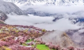 林芝桃花好看吗 林芝看桃花最佳时间