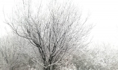 西安白鹿原迎降雪 一片银装素裹