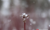 内蒙古鄂尔多斯雪花漫天飞舞 处处银装素裹