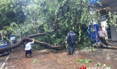 “帕卡”携风雨登陆广东 累计降雨量将远超“天鸽”