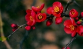 海棠花语