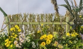 湖熟菊花园要门票吗 可以带宠物进去吗+2019年菊花展信息